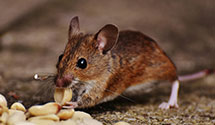 24 Hour & Emergency Exterminators in Milford, CT
